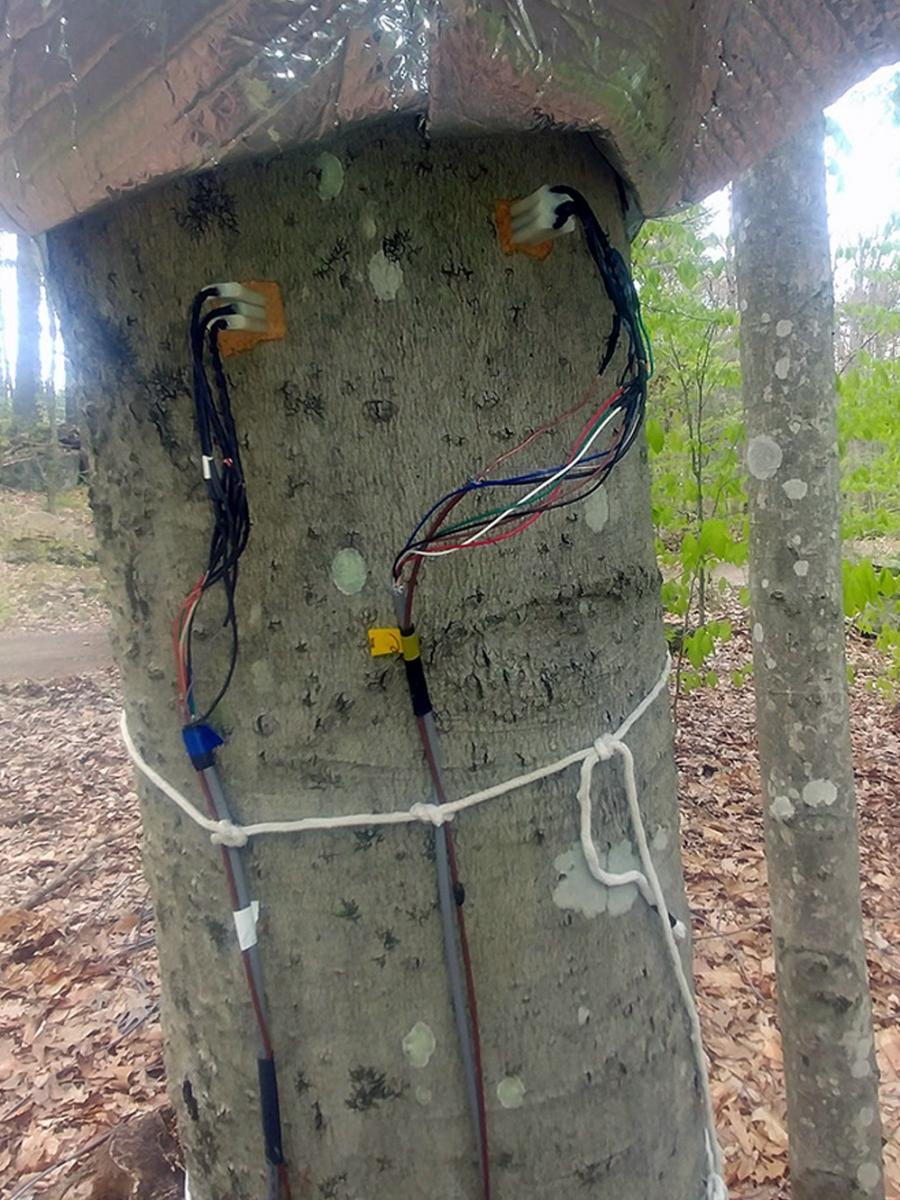 一棵美国山毛榉树的图像，上面附着着树液传感器.