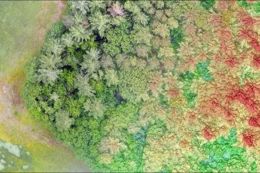 An aerial digital photo showing the edge of a forest and the changes at that edge